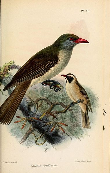 File:OriolusViridifuscusKeulemans.jpg