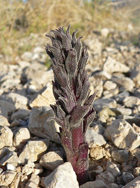 File:Orobanche cooperi 4.jpg