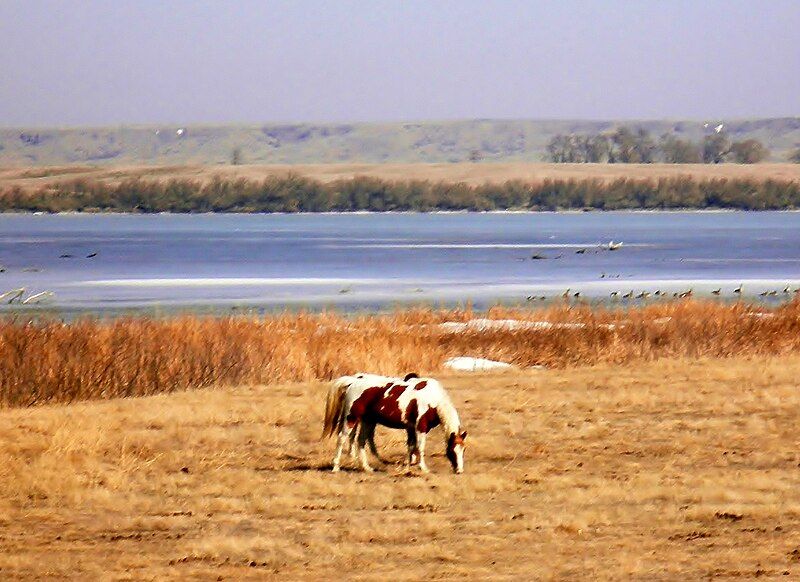 File:Painted Horse.JPG