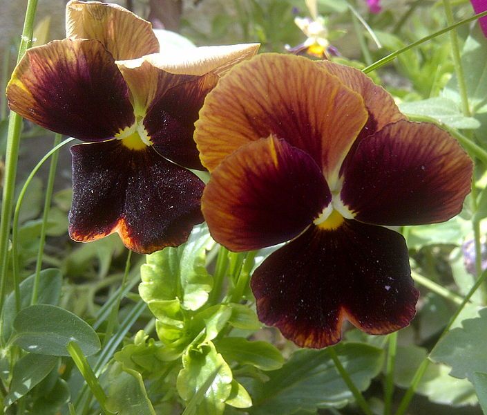 File:Pansy-5.jpg