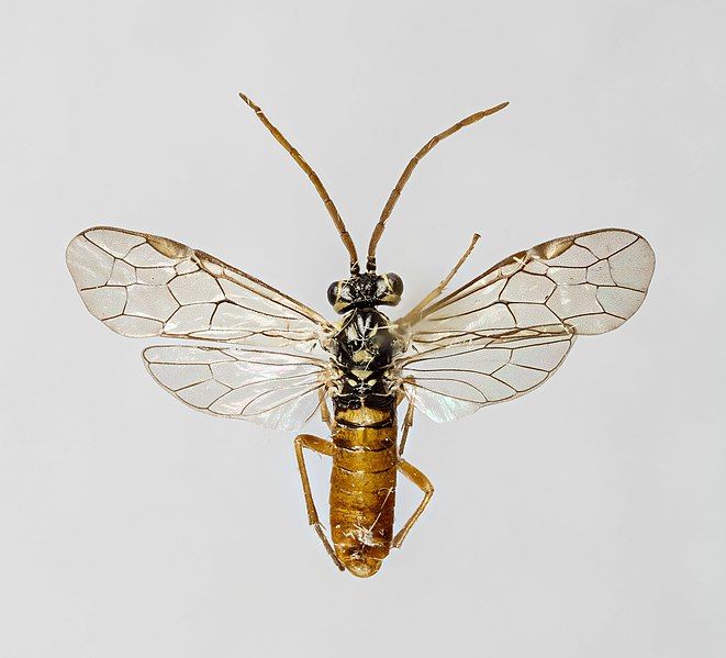 File:Perineura rubi m.jpg