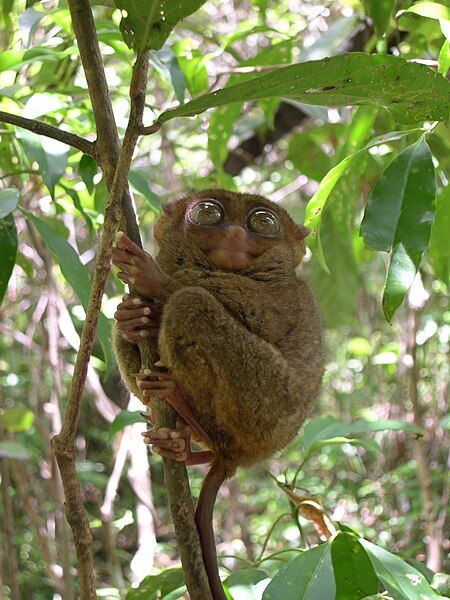 File:Philippine Tarsier.jpg