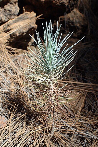 File:Pinus canariensis kz15.jpg