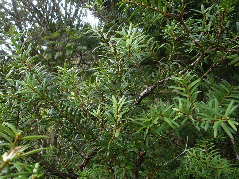 File:Podocarpus cunninghamii 11.JPG