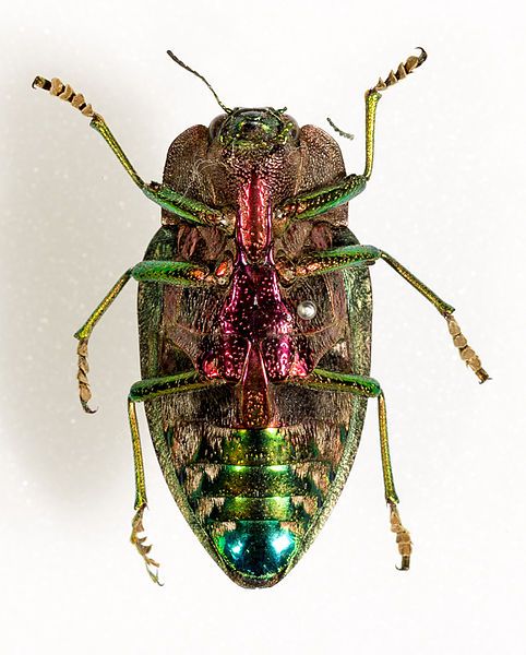 File:Polybothris quadricollis (UR1).jpg