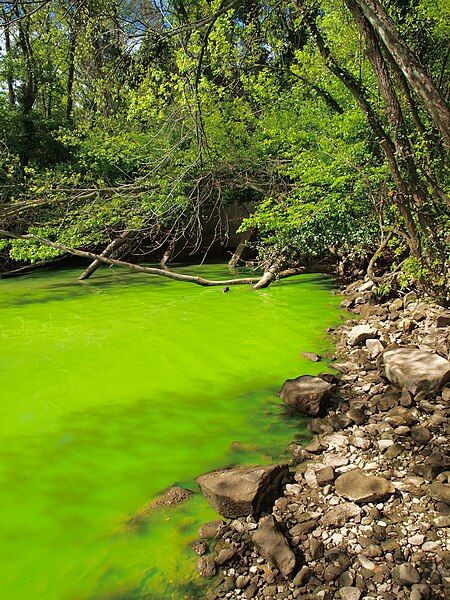 File:Potomac green water.JPG