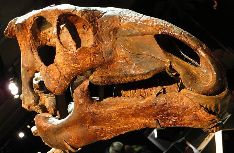 File:Probactrosaurus gobiensis skull.JPG