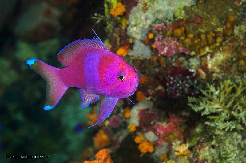 File:Pseudanthias pleurotaenia (36587782635).jpg