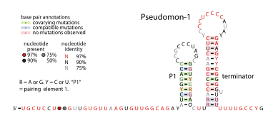 File:Pseudomon-1-RNA.svg