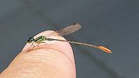 Male, Thailand