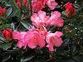 Rhododendron 'Bambi'