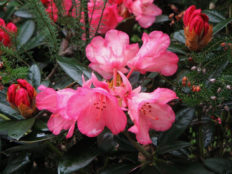 File:Rhododendron Bambi2.jpg