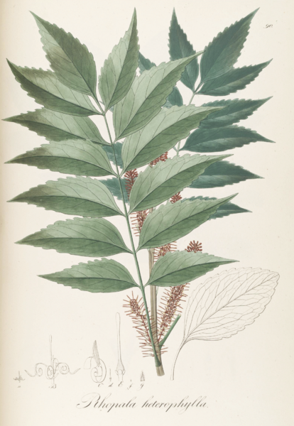 File:Rhopala heterophylla Pohl90.png