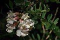 New Mexico locust flowers, ditto