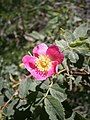 Rosa abietina