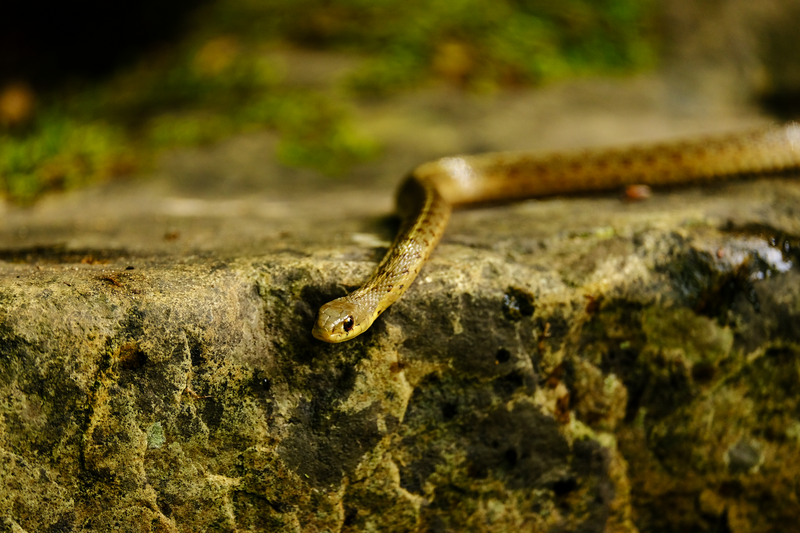 File:Sally serpent brownsnake.png