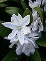 Scilla mischtschenkoana close-up