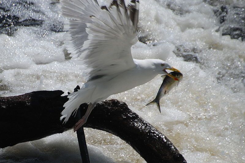 File:Seagull with herring.JPG