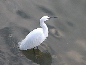 Little egret (Egretta garzetta) in Winter, without crest