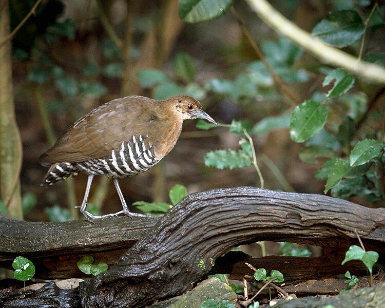 File:Slaty legged crake.jpg