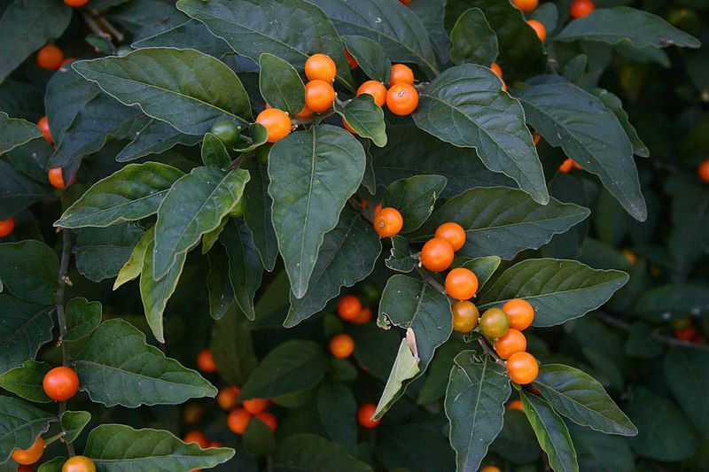 File:Solanum pseudocapsicum04.jpg