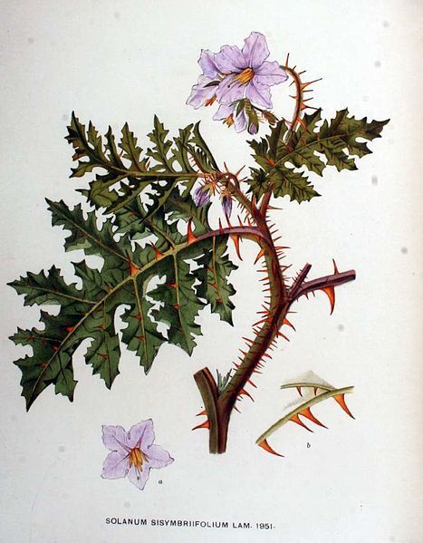 File:Solanum sisymbrifolium01.jpg