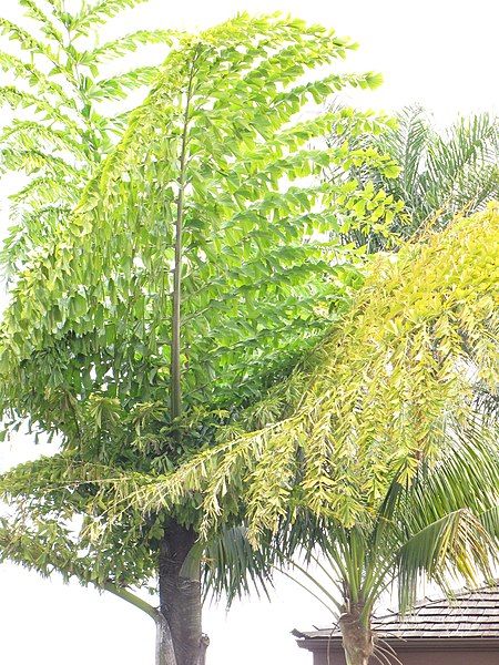 File:Starr-120403-4144-Caryota no-fronds-Kula-Maui (25045239351).jpg