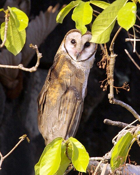 File:Sulawesi owl Q0S0008.jpg