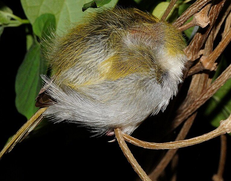 File:Tailorbird roosting.jpg