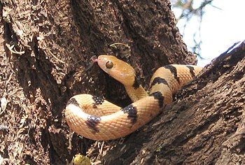 The East African Tiger Snake