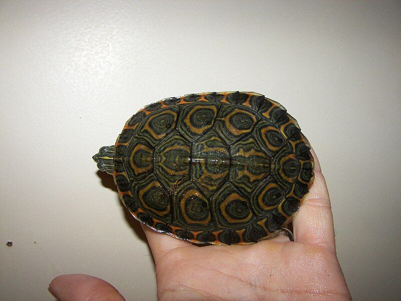 File:Trachemys emolli.JPG