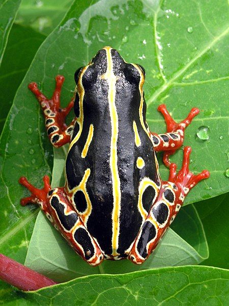 File:Tree frog congo.jpg