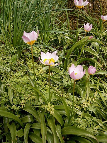 File:Tulipa bakeri clump02.jpg