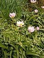 Tulipa saxatilis