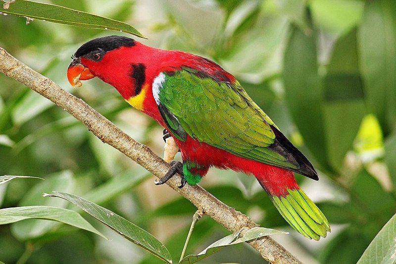 File:Yellow-bibbed-Lory.jpg