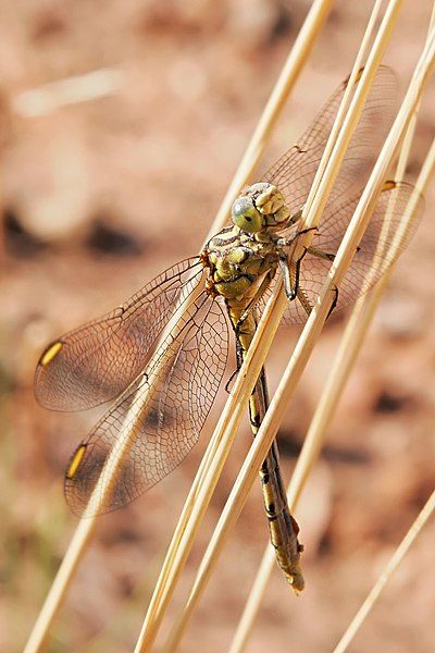 File:Yellow-striped hunter dragonfly07.jpg