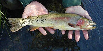 Yellowstone cutthroat trout in the Snake River system