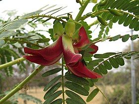 Red-flowered variant