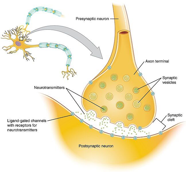 File:1225 Chemical Synapse.jpg