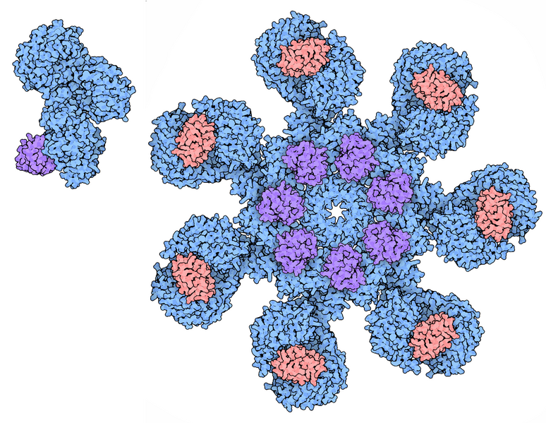 File:177-Apoptosomes human apoptosome.png