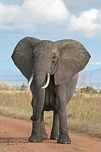 African bush elephant, by Muhammad Mahdi Karim