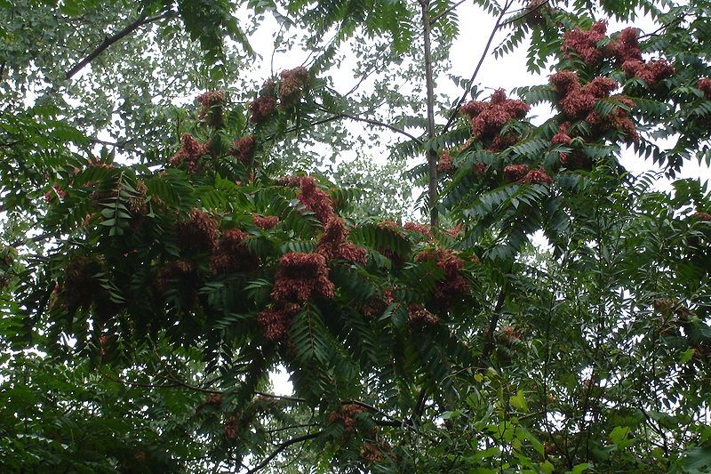 File:Ailanthus altissima (female).jpg