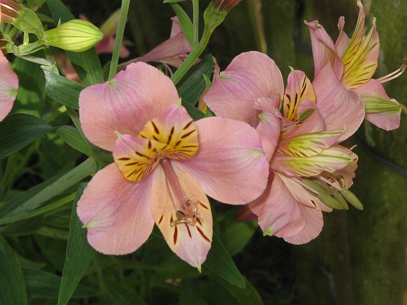 File:Alstroemeria cv04.jpg