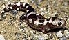 Marbled salamander