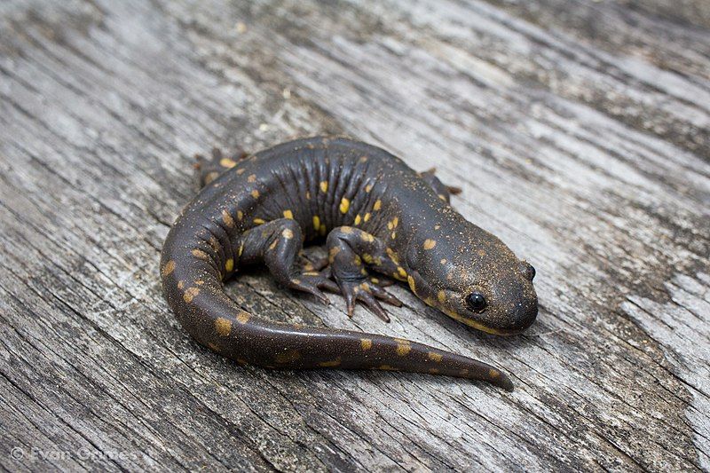 File:Ambystoma tigrinum 75438439.jpg