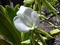 A close-up of a flower.