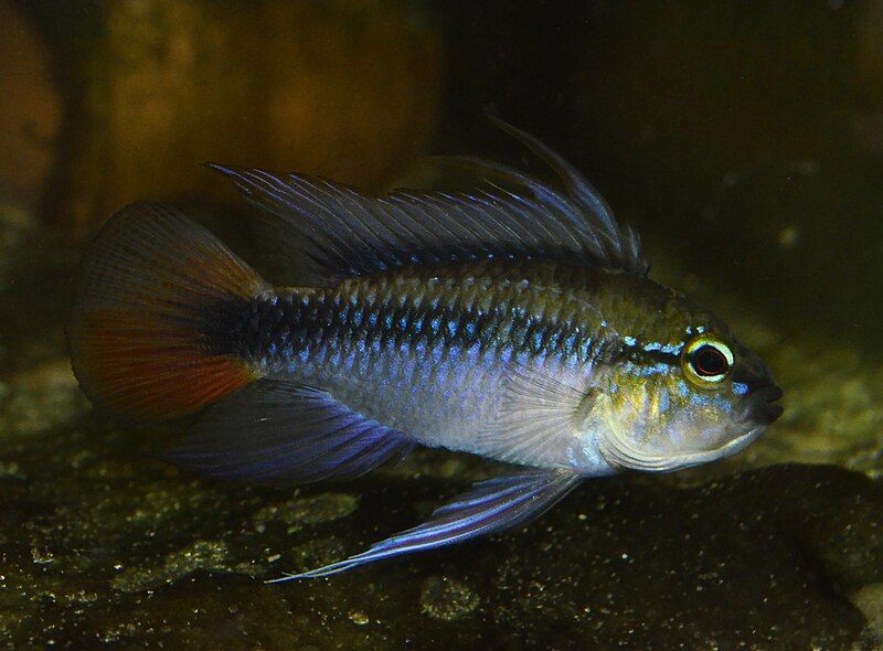 File:Apistogramma erythrura.jpg