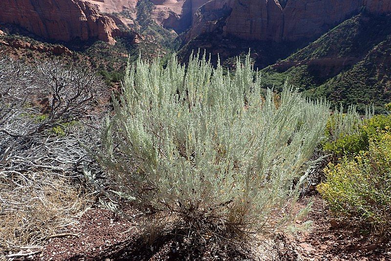 File:Artemisia tridentata kz12.jpg