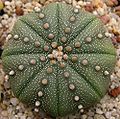 Astrophytum asterias