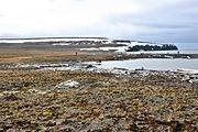 Bennett Island, north coast – tundra landscape